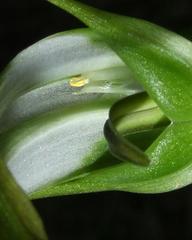 Pterostylis falcata