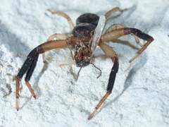 Xysticus texanus
