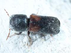 Xylobiops basilaris