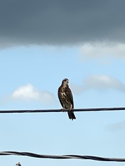 Rostrhamus sociabilis