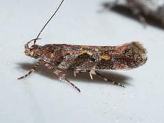 Aristotelia rubidella