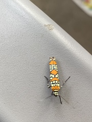 Atteva aurea