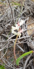 Lachenalia bowkeri