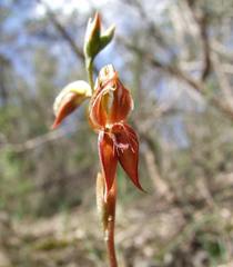 Pterostylis squamata