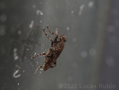 Maculantrops hirtipes