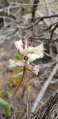 Lachenalia bowkeri