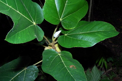 Ficus padana