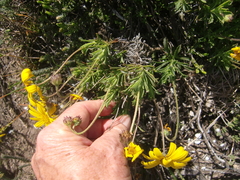 Osteospermum scariosum