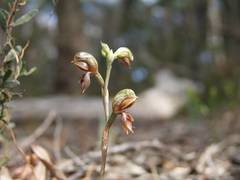 Pterostylis squamata
