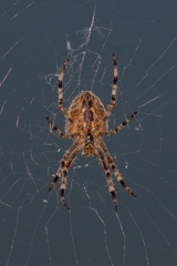 Larinioides suspicax