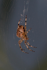 Larinioides suspicax