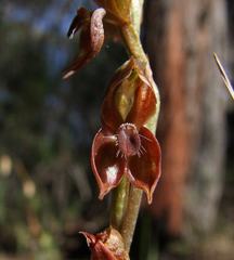 Pterostylis squamata