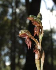 Pterostylis squamata