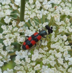 Trichodes leucopsideus