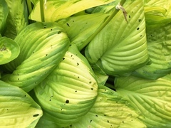 Hosta