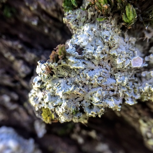 rosette lichen