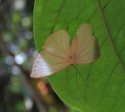 Pandemos pasiphae
