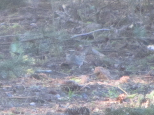 White-throated Sparrow photographed in Oregon