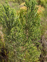 Passerina rigida