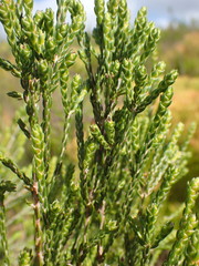 Passerina rigida