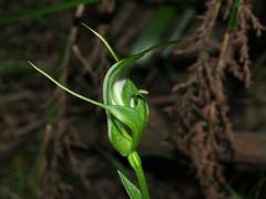 Pterostylis falcata