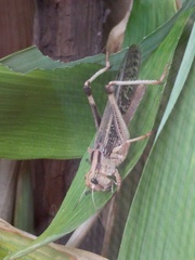Locusta