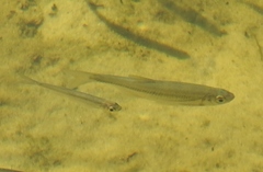 Alburnoides bipunctatus