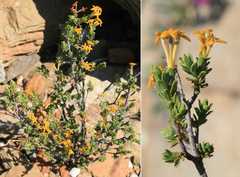 Lasiosiphon deserticola