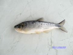Brycon atrocaudatus
