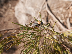 Lluciapomaresius stalii