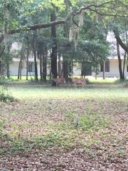 Odocoileus virginianus hiltonensis