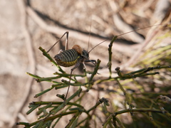 Lluciapomaresius stalii