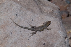 Liolaemus constanzae