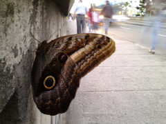 Caligo oileus scamander