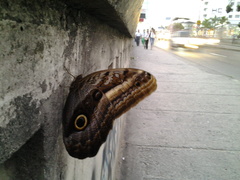 Caligo oileus scamander