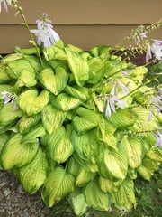 Hosta