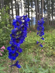 Delphinium cultorum