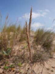 Ammophila arenaria