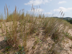 Ammophila arenaria