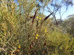 Acacia rigens
