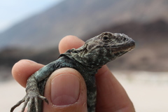 Microlophus atacamensis