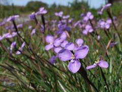 Patersonia occidentalis occidentalis