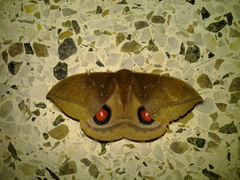 Gamelia