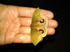 Gamelia