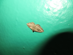 Costaconvexa polygrammata