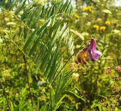 Vicia megalotropis