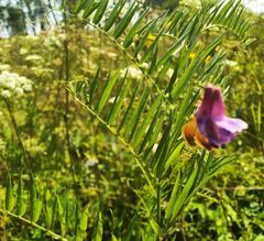 Vicia megalotropis