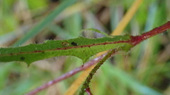 Picris hieracioides morrisonensis