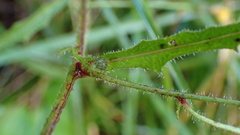 Picris hieracioides morrisonensis
