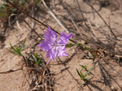 Dianthus gallicus
